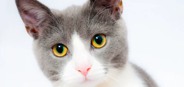 Stress nei gatti